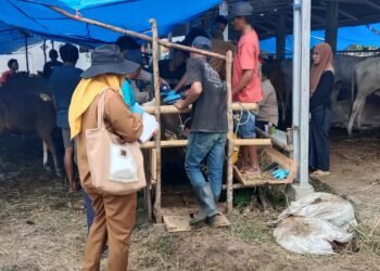 Diduga Anggaran Pengadaan Bibit Sapi Dinas TPHP  Lahat Di MARK – Up