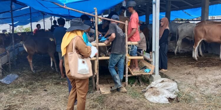 Diduga Anggaran Pengadaan Bibit Sapi Dinas TPHP Lahat Di MARK – Up