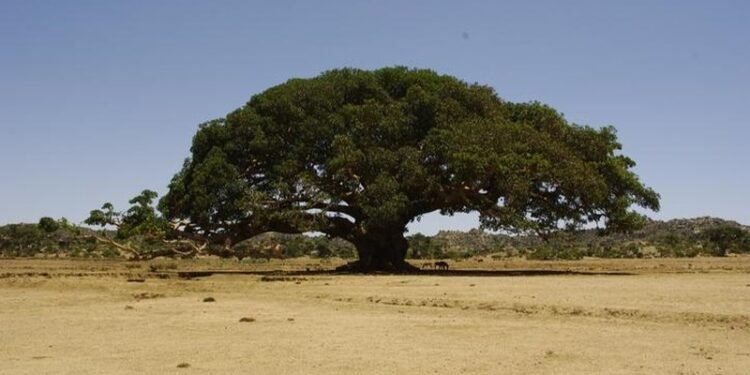 Ini Foto ‘Sahabat’ Nabi Muhammad SAW yang Masih Hidup