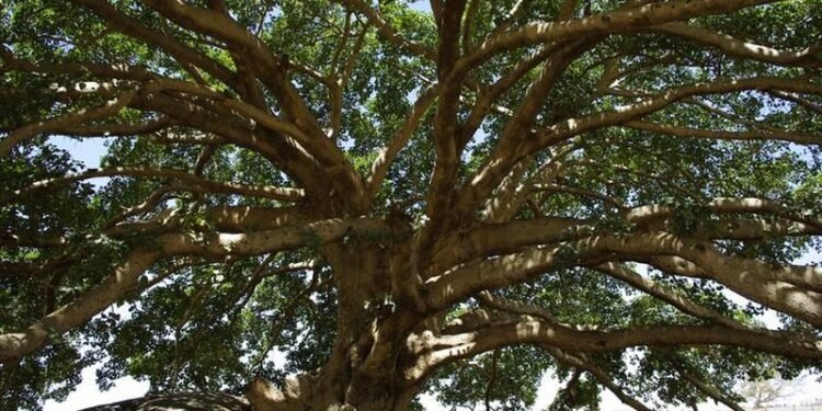 Ini Foto ‘Sahabat’ Nabi Muhammad SAW yang Masih Hidup