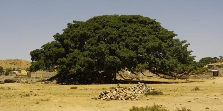 Ini Foto ‘Sahabat’ Nabi Muhammad SAW yang Masih Hidup