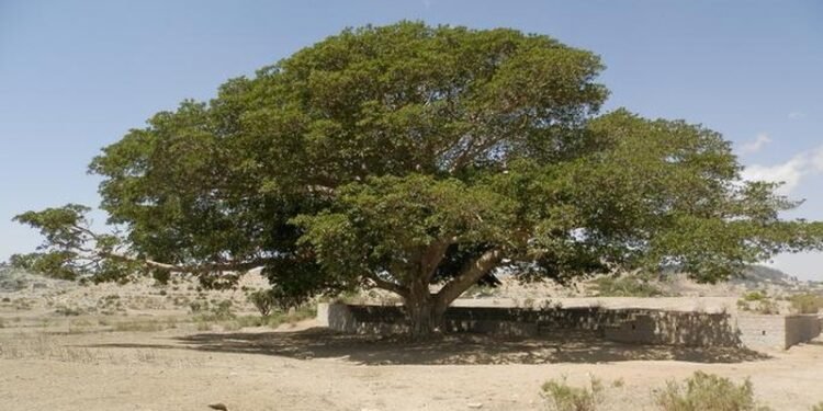 Ini Foto ‘Sahabat’ Nabi Muhammad SAW yang Masih Hidup