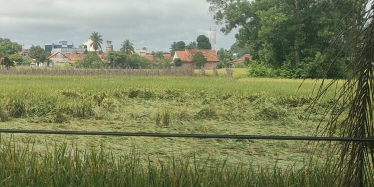 Curah Hujan Dan Angin Tinggi  Petani Padi Martapura Percepat Panen