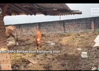 Viral Dimedia Sosial Dapur MBG Dekat Kandang Sapi