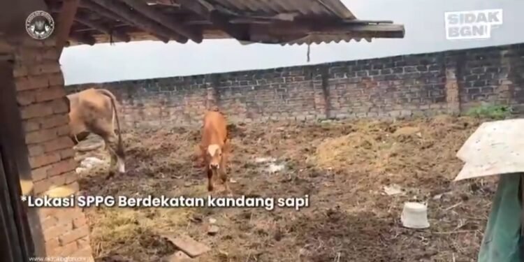 Viral Dimedia Sosial Dapur MBG Dekat Kandang Sapi